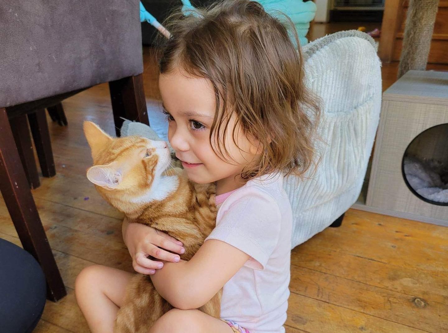 Coffee With a Cat Cuddle New Rescue Café Opens Kuringgai Living