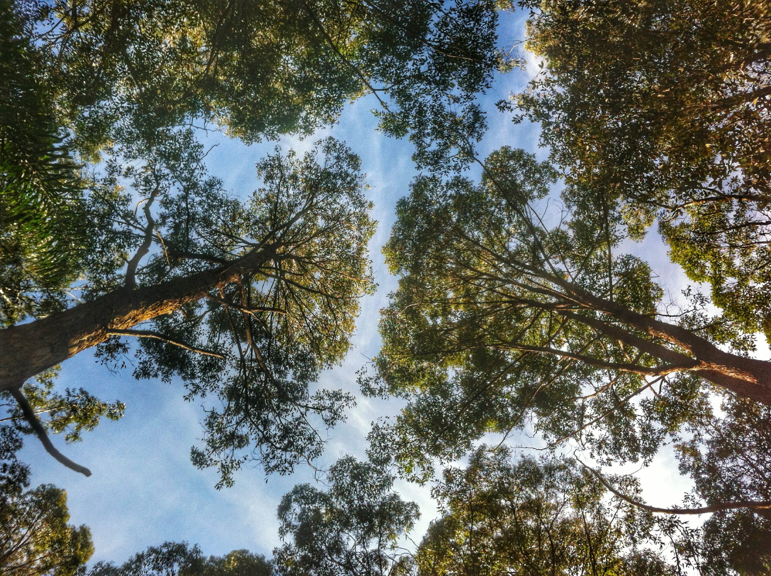 Local Tree Canopy Levels Causing Controversy Kuringgai Living