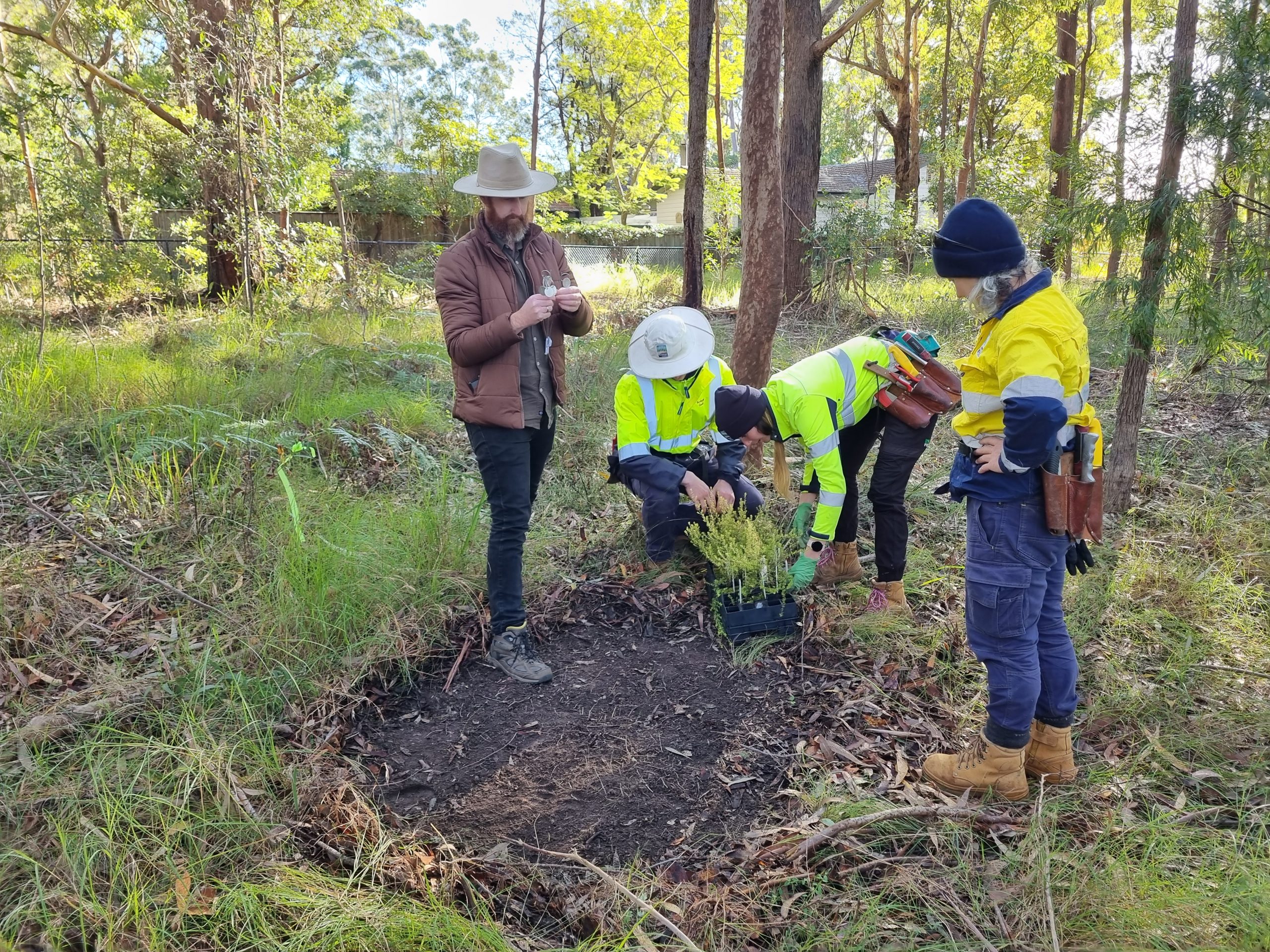 Kuringgai Council Saves Local Plants from Extinction